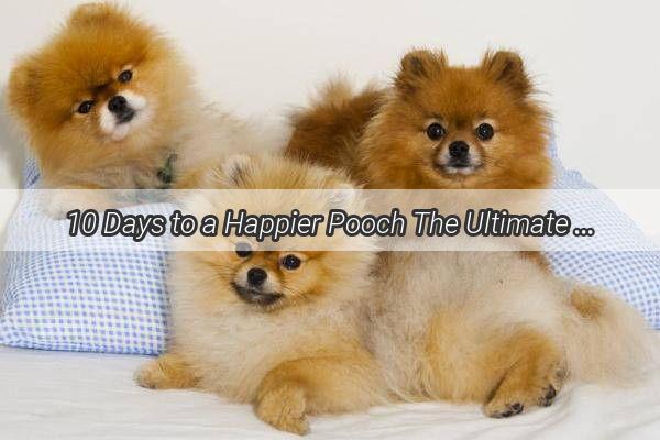 10 Days to a Happier Pooch The Ultimate Snack Guide for Dog owners